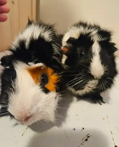 Guinea Pigs!, View more