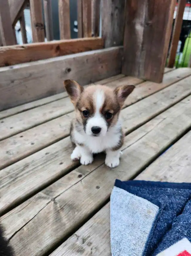 Chiots Corgi in Dogs & Puppies for Rehoming in West Island - Image 5