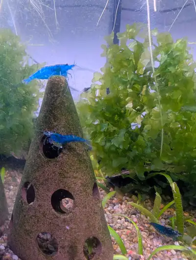 blue dream neocaridina cherry shrimps, View more