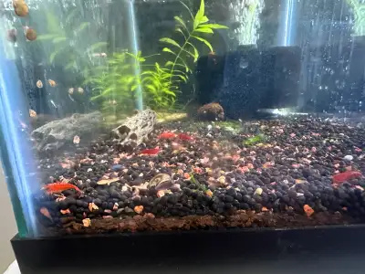 5 gallon tank with lid fluval stratum substrate chola wood spong filter alder cones around 20+ adult...