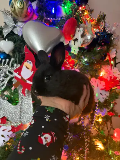 Indoor bunnies $20, View more