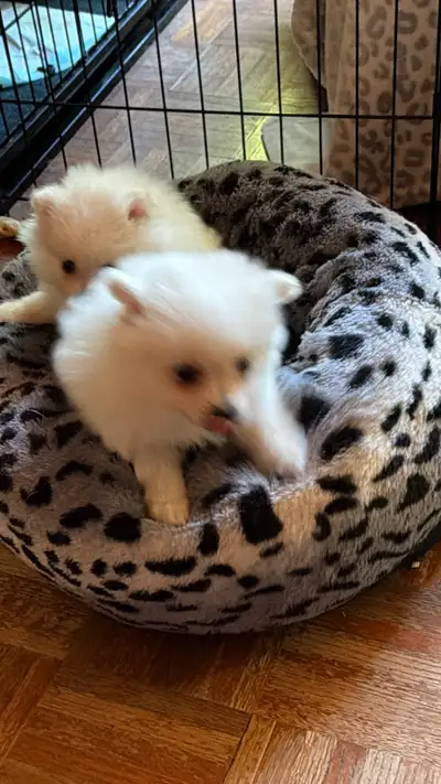 Pomeranian puppies, View more