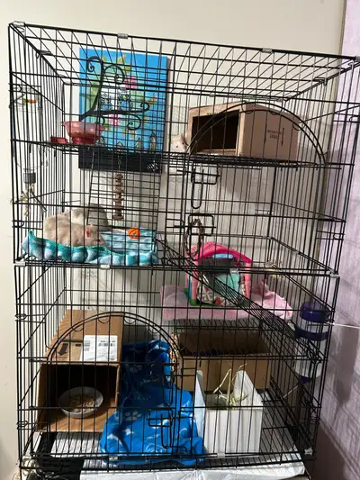 Rats looking for new home (Free), View more