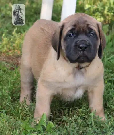 Purebred English Mastiff Puppies for sale, 4 females, apricots and fawns. Champion bloodlines, paren...