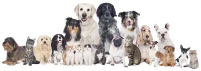 Que vous ayez un chien énergique, un chat câlin, un lapin curieux, un oiseau chantant, ou même un re...