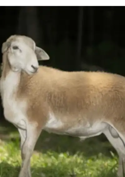 Looking for 2 hair sheep ewe lambs, View more