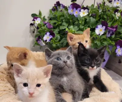 5 beautiful  kittens  for  sale, View more