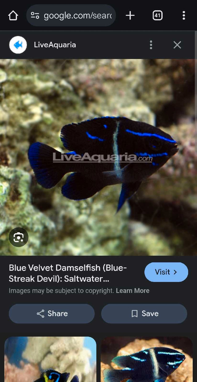 Black damsel and blue velvet damsel in Fish for Rehoming in Kitchener / Waterloo