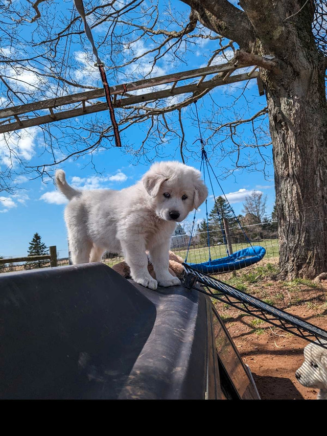 Great Pyrenees in Dogs & Puppies for Rehoming in Truro - Image 4