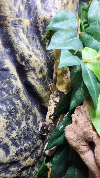 ISO pet gecko, View more