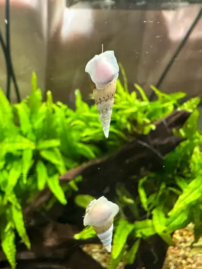 Malaysian Trumpet Snails, View more