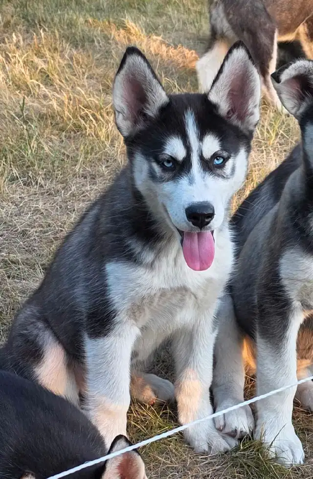 Siberian Husky Pups in Dogs & Puppies for Rehoming in Winnipeg - Image 3