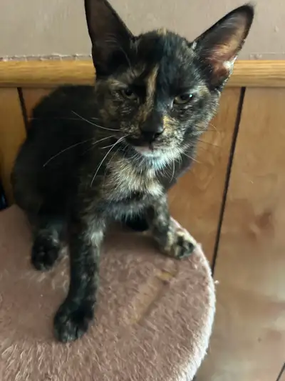 Kitten for sale, View more