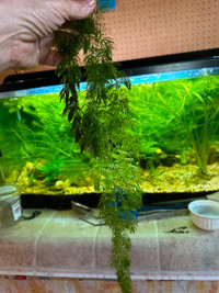 Hornwort aquarium plant