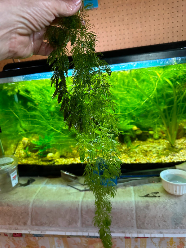 Hornwort aquarium plant in Fish for Rehoming in Peterborough