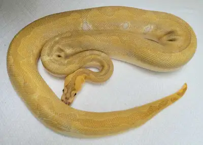 Ball Python Available , View more