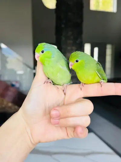 handtame and super friendly parrotlet babies, View more
