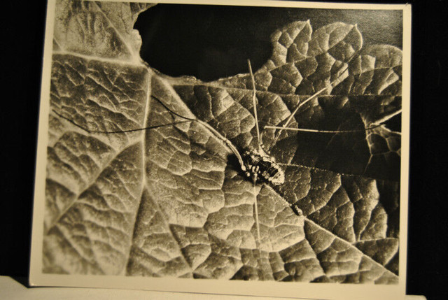 5 Pieces Photo Art Nature . Lot # 4 in Arts & Collectibles in Vancouver - Image 2