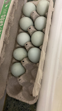 Cream Legbar hatching chicken eggs