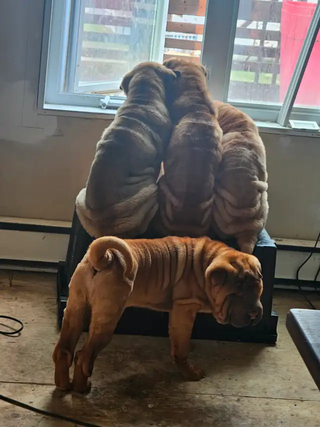 Chien Shar-pei a Vendre! in Dogs & Puppies for Rehoming in Laurentides - Image 5