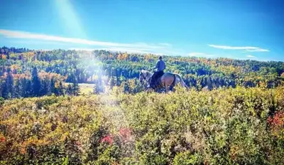 HORSE BOARDING, View more