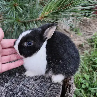 EXQUIS! Bébé lapin nain néerlandais male et femelle, View more