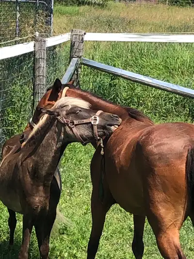 Private Horse Pasture for Rent – Self Care Board, View more