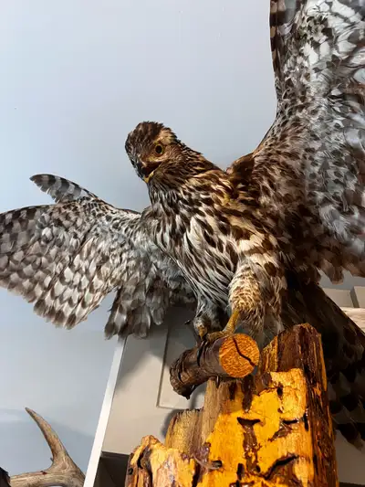 buse taxidermie, View more