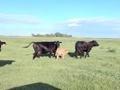 15 cow/calf pairs for sale , View more