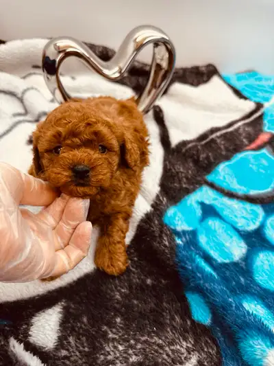 3- 4 lbs. TEA Tiny Toy DARK/PED poodle pup! Teddy Bear!, View more