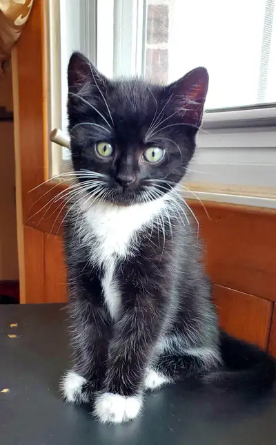 À vendre : 3 chatons femelles . Elles sont nées à la maison le 13 avril et seront prêtes à partir du...