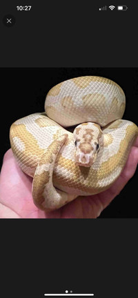 Lesser Spornose Clown young adult male ball python 