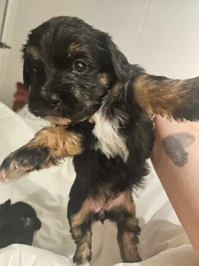 ✨ Adorable Yorkiepoo Puppies – Ready for Father’s Day, View more