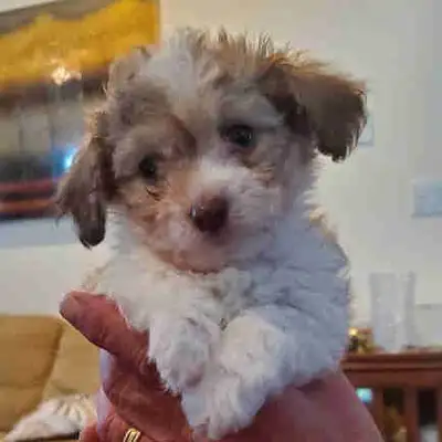 Adorable CAVACHON (King Charles Spaniel X Bichon Frise), View more