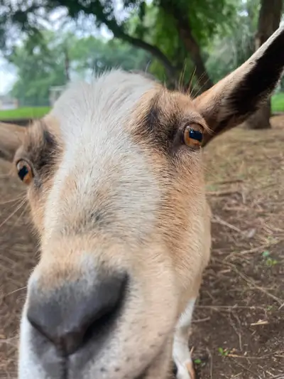 Goats for sale!, View more