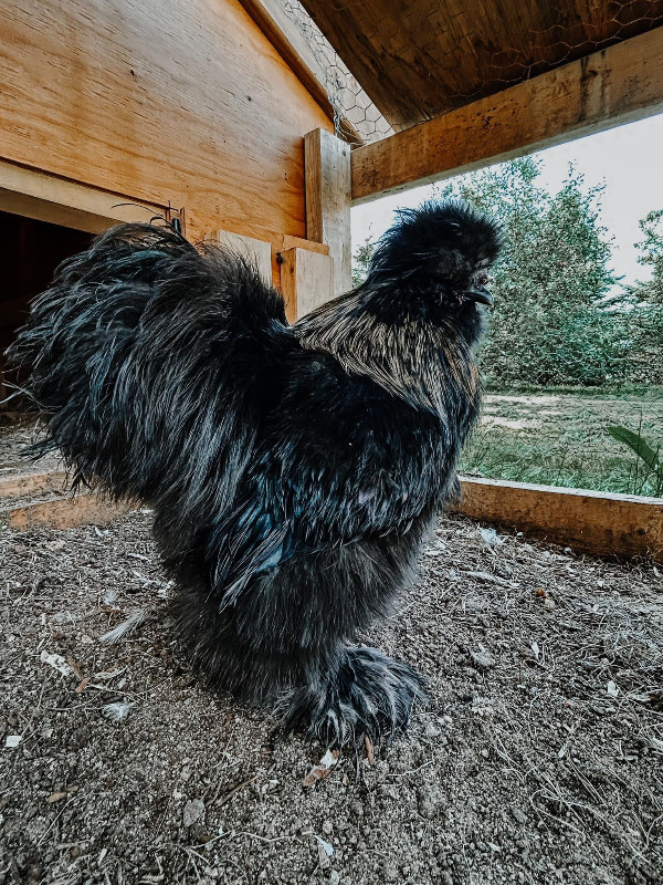 Silkie Roosters in Livestock in Stratford - Image 2