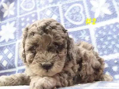  Toy Cockapoo puppies. , View more