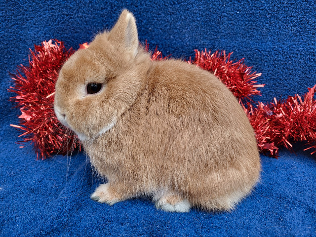 EXTRAORDINARY NETHERLAND DWARF AND LIONHEAD BUNNY RABBITS  in Small Animals for Rehoming in Saskatoon - Image 3