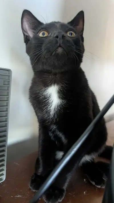 Re-homing cats. contact if interested , View more