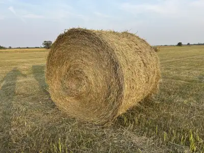 All bales are sold out… for now. We make hay every summer for sale starting in late June. 5x5 1300lb...