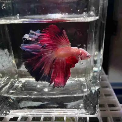 SOLD Thailand betta blue and pink hm, View more