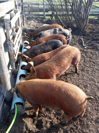 Pasture Raised Pork