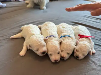 We have 4 beautiful purebred Bichon Frise puppies available — 3 boys and 1 girl, born on May 22. Bot...