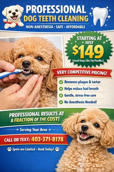 ✨ PROFESSIONAL DOG TEETH CLEANING ✨ NON-ANESTHESIA • SAFE • AFFORDABLE Give your dog a brighter, hea...