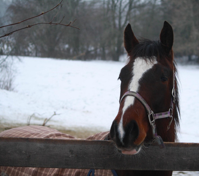 Clyde/TB Gelding coming 2 year old in Horses & Ponies for Rehoming in Oshawa / Durham Region - Image 4