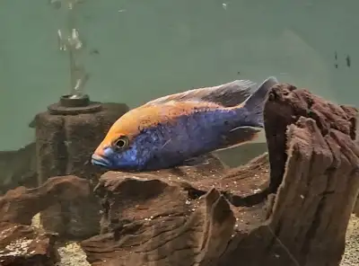 Mara rock show males 5"-6", View more