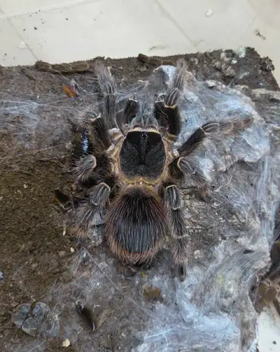 Tarantula sale, View more