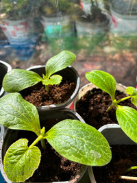 Seedlings for sell