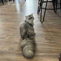 Gorgeous Silver Tabby Persian female