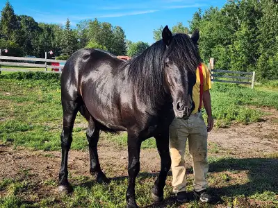 black beauty, Voir plus